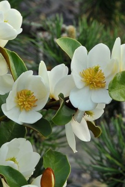 Магнолія левіфолія Гейлс Фейворіт|Magnolia laevifolia `Gail`s Favourite`|Магнолия левифолия Гейлс Фейворит